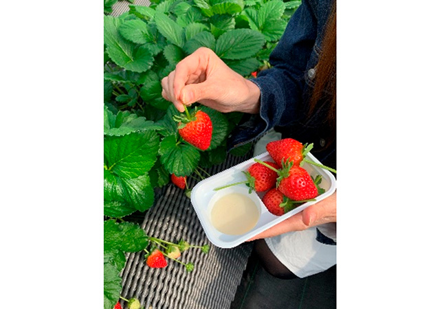 （株）日光ストロベリーパーク