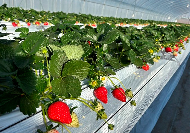 （株）日光ストロベリーパーク